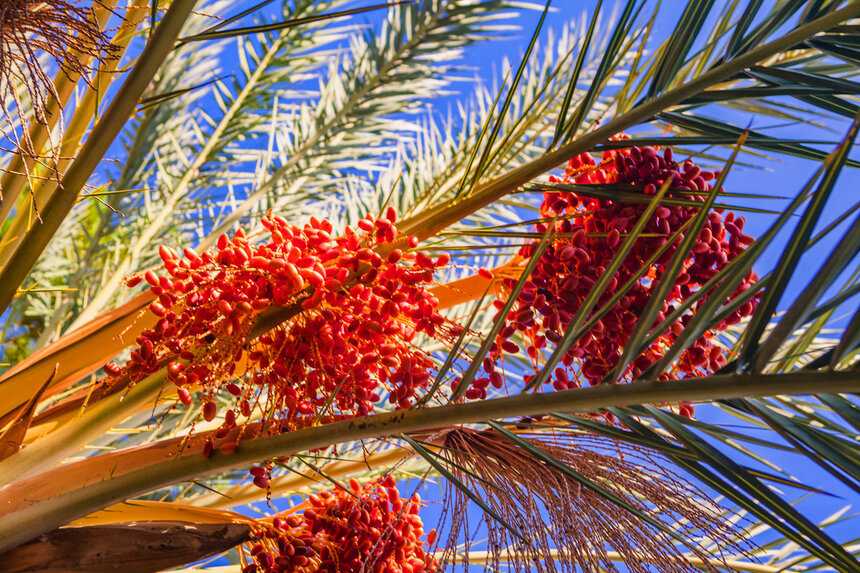 Как растут финики в природе? финиковая пальма: описание