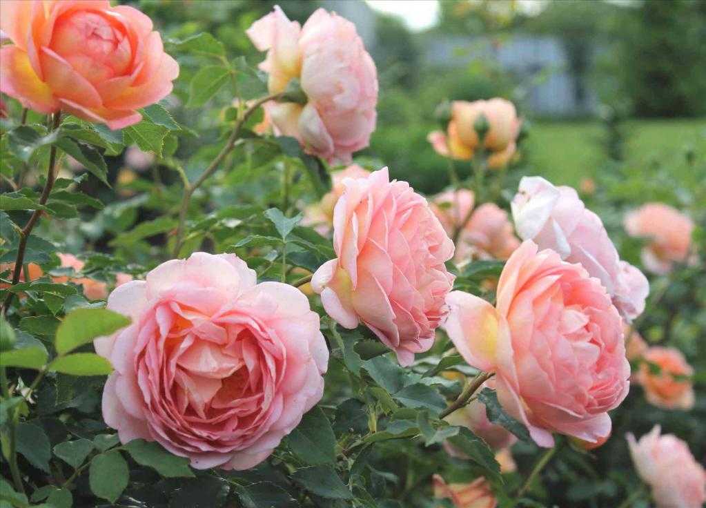 Изысканные и неприхотливые розы-шрабы: лучшие сорта и виды