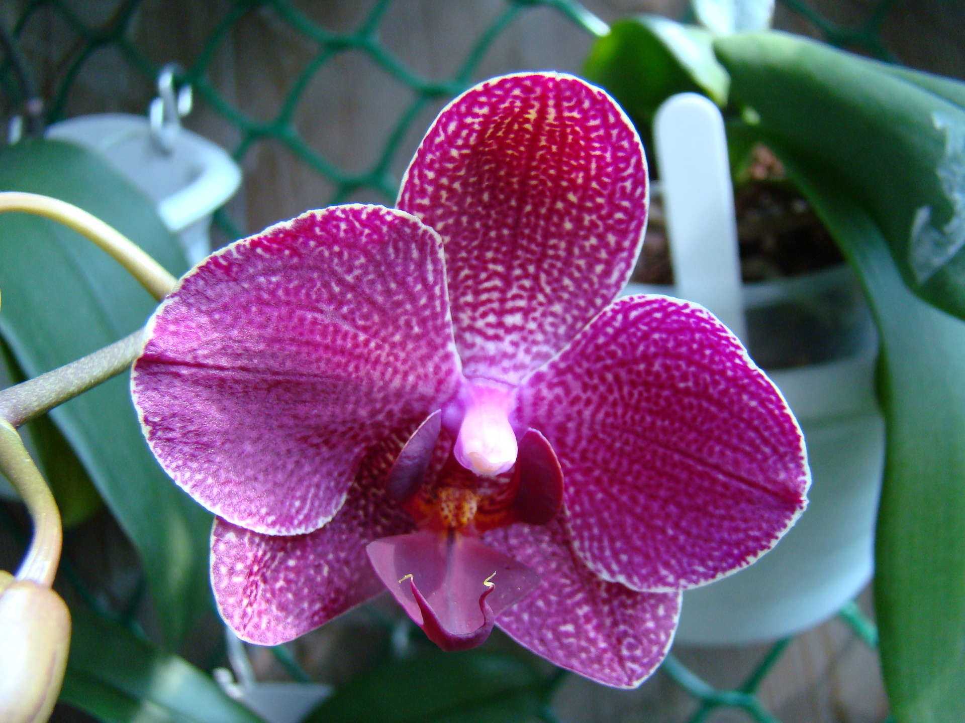Фаленопсис: породистая орхидея и фото цветка, в чем разница бабочки и пелорика, как отличается в природе, сортовые синголо и сколько живет в домашних условиях?