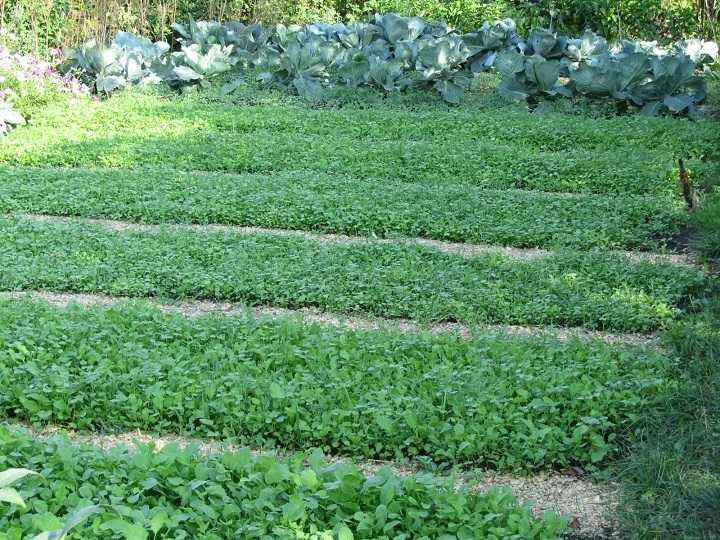 Выращивание многолетней садовой герани — выбор сорта, посадка и уход, отзывы цветоводов