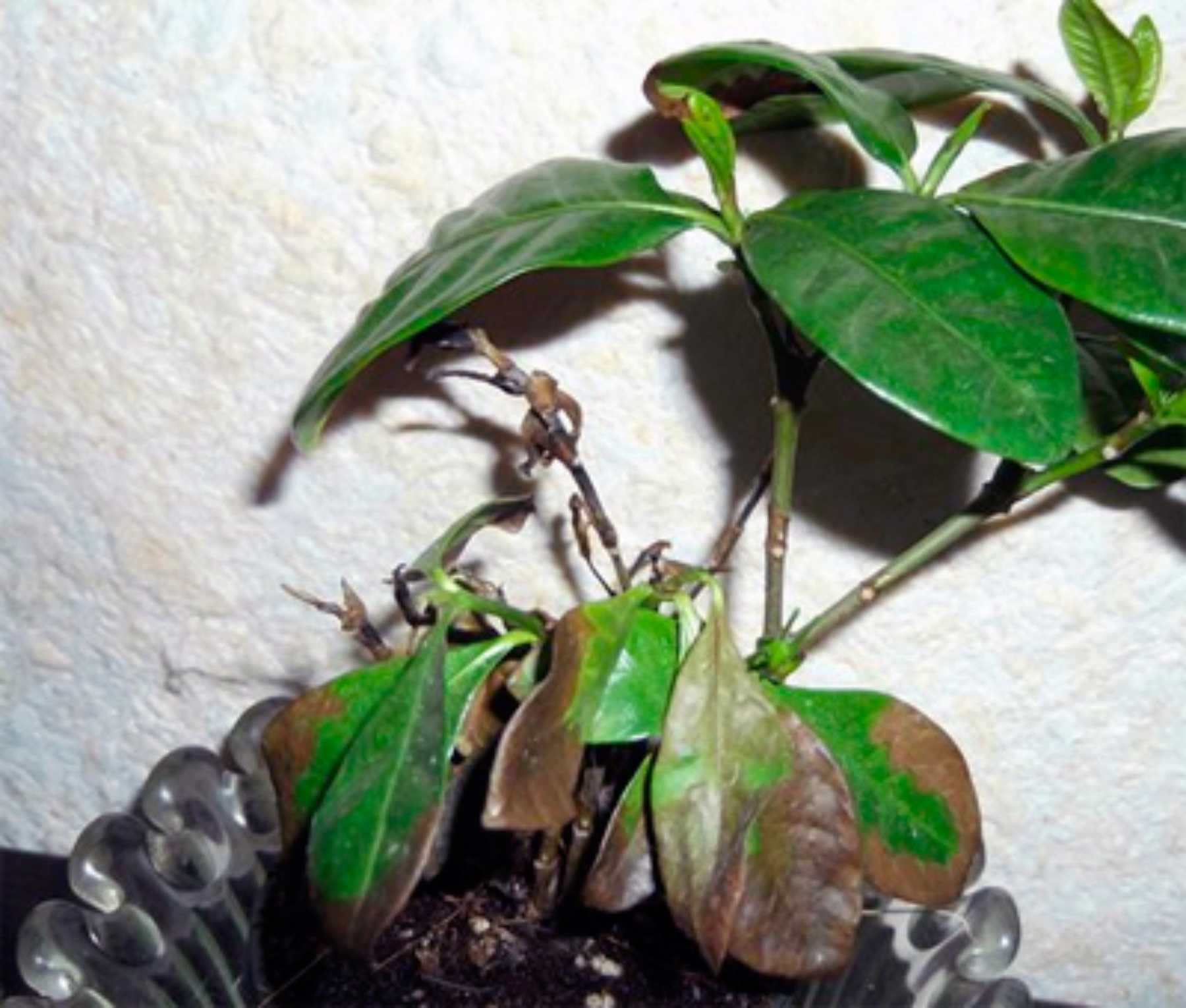 Гардения жасминовидная - выращивание и уход в домашних условиях