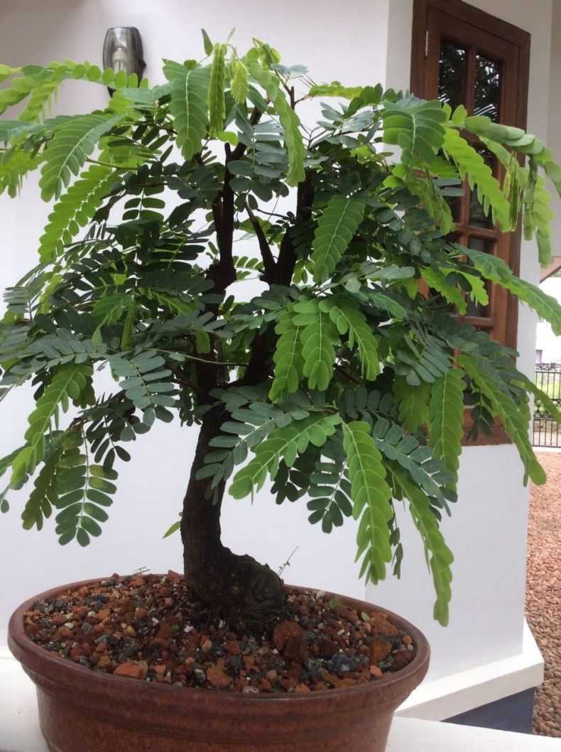 Денежное дерево: правила выращивания толстянки, собенности ухода