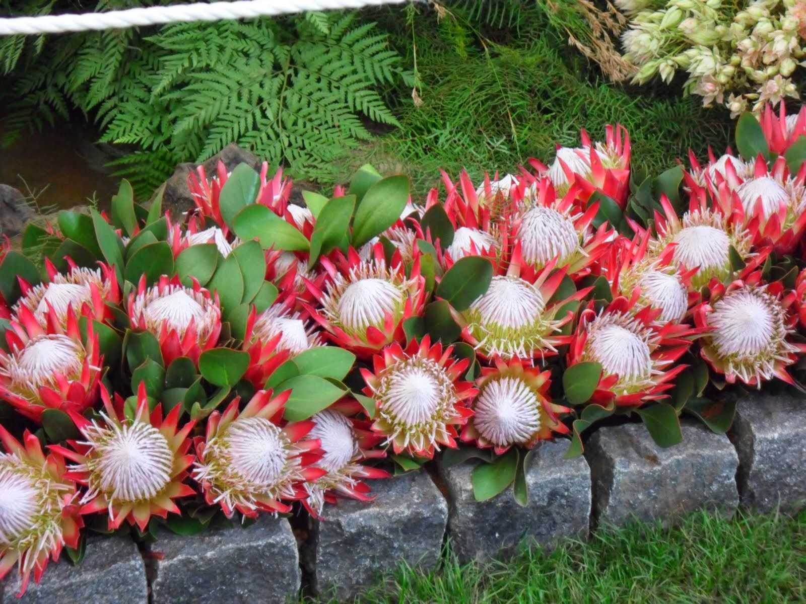 Срезанные цветы - cut flowers - abcdef.wiki