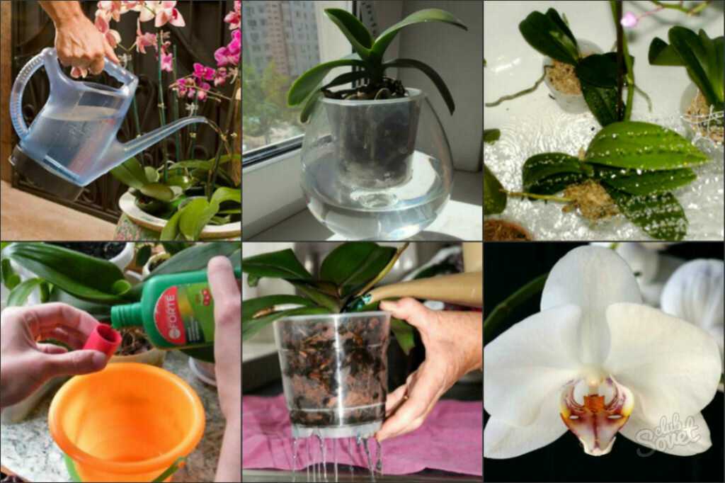 Орхидея фаленопсис: уход в домашних условиях после магазина, пересадка, полив, профилактика