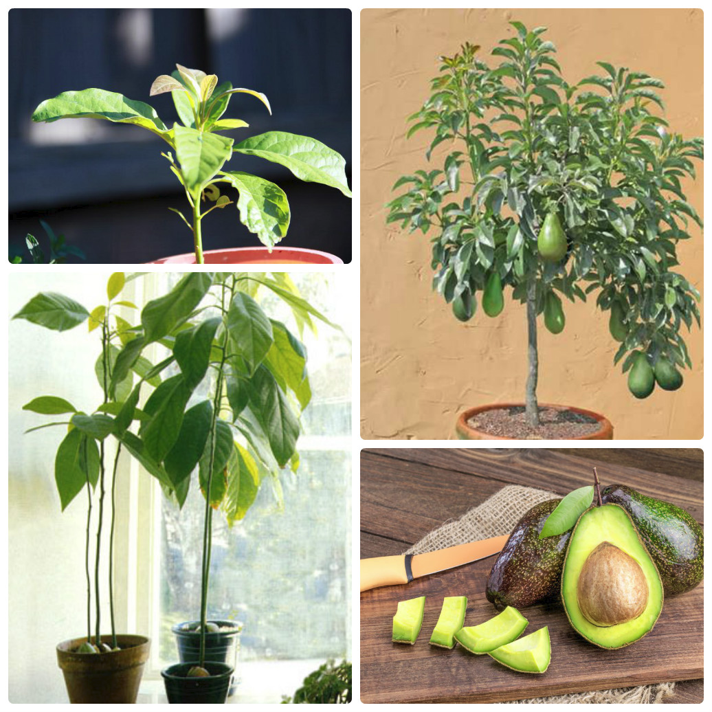 Как вырастить экзотическое авокадо у себя дома