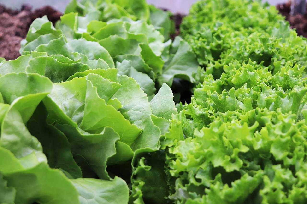 Цикорный салат и его выращивание. цикорий салатный (эндивий): фото, польза и вред, выращивание из семян, когда сажать