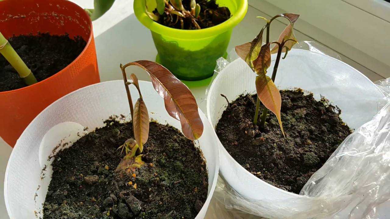 Как вырастить манго из косточки в домашних условиях: особенности посадки и ухода за ним