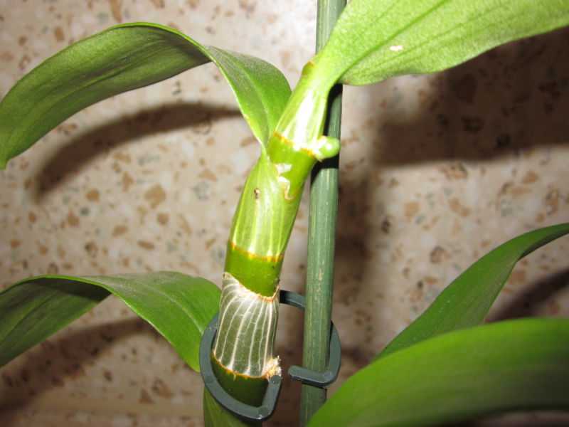 Орхидея дендробиум: уход в домашних условиях