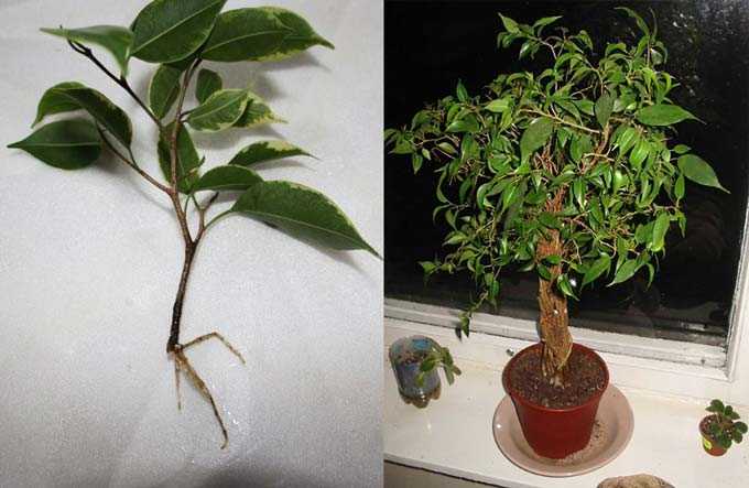Фикус мелколистный бенджамин: уход и размножение, научное название растения с мелкими листьями, а также как размножить в домашних условиях