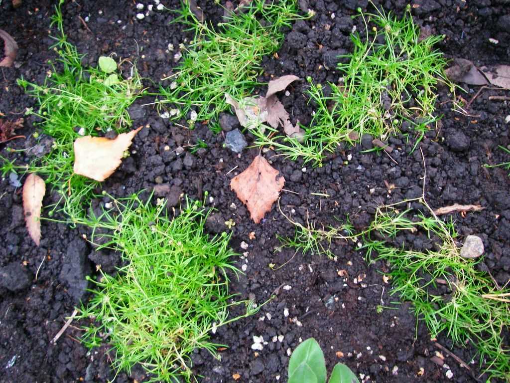 Мшанка - газонное растение для придания законченности саду