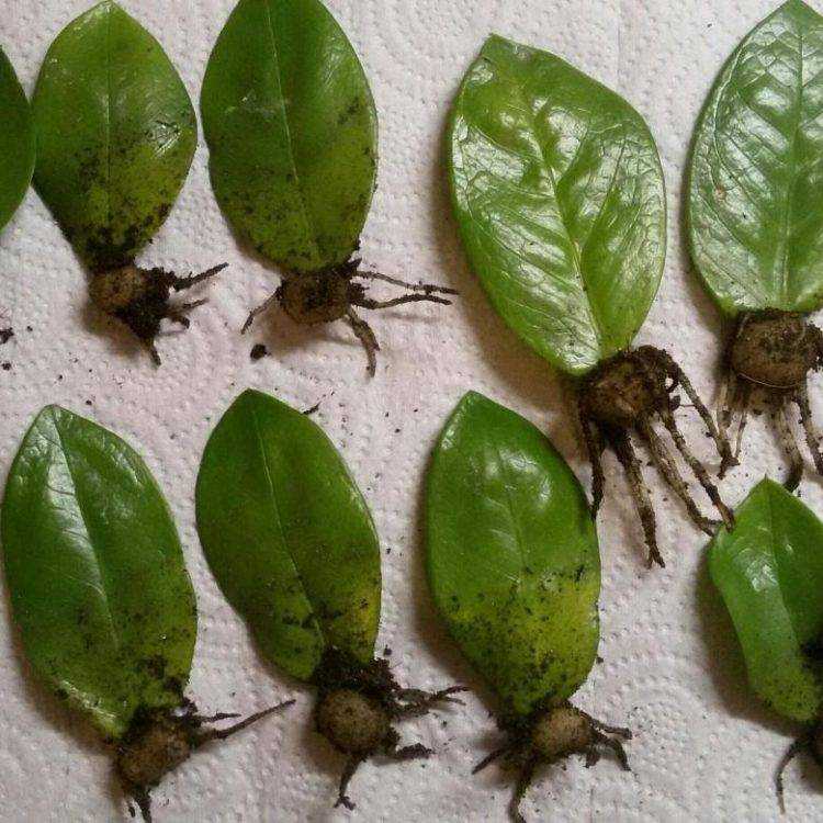 Замиокулькас - лиственно-декоративное растение. уход с фото и видео