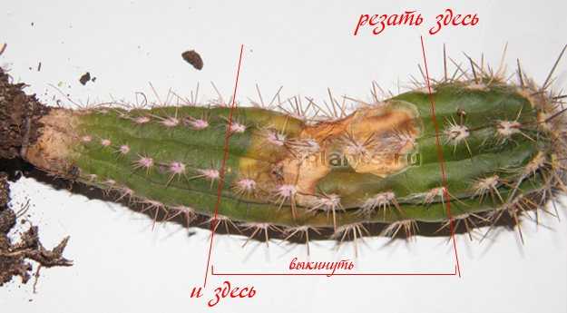 Опунция кактус уход в домашних условиях и размножение