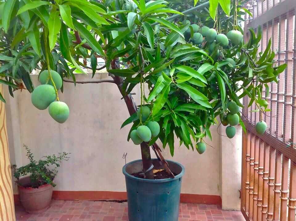 Где растет манго - страна, особенности и интересные факты :: syl.ru