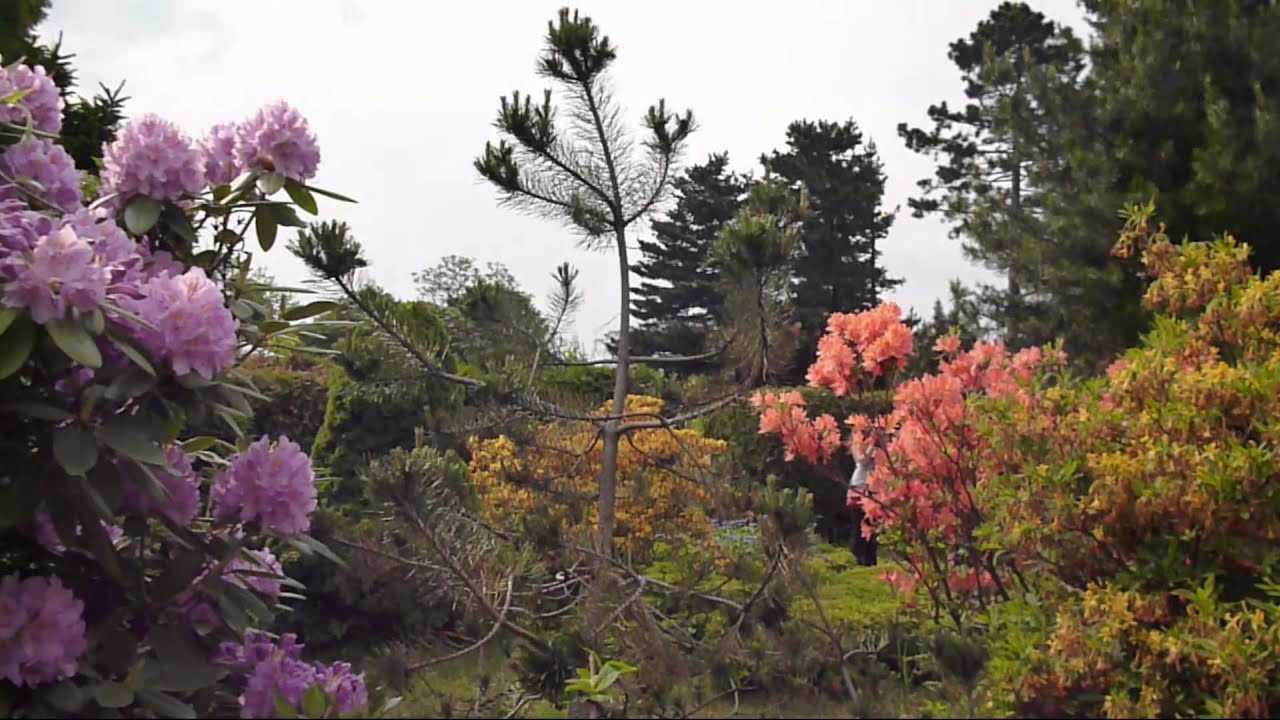 Прогулка в ботаническом саду калининграда: дневник пользователя rujik2311