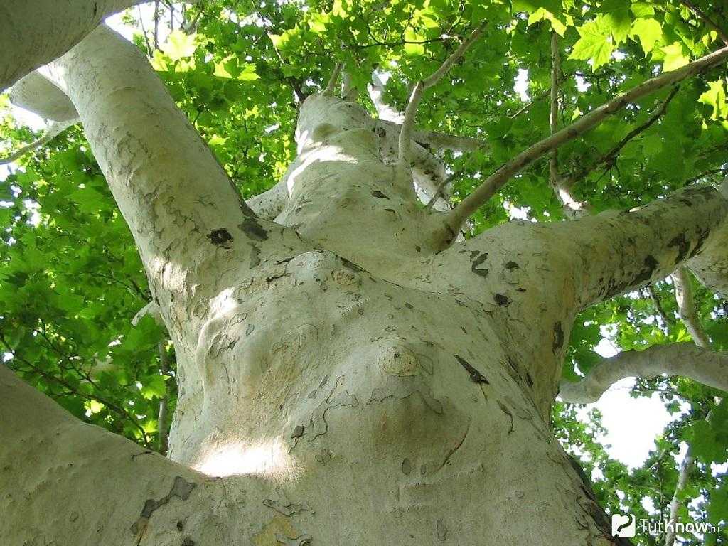 Дерево платан: описание и виды платана