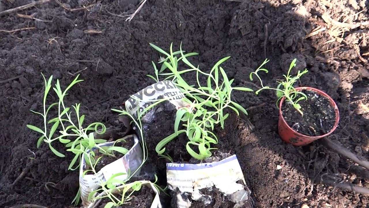 Гвоздика шабо – выращивание из семян, посадка и уход | огородник