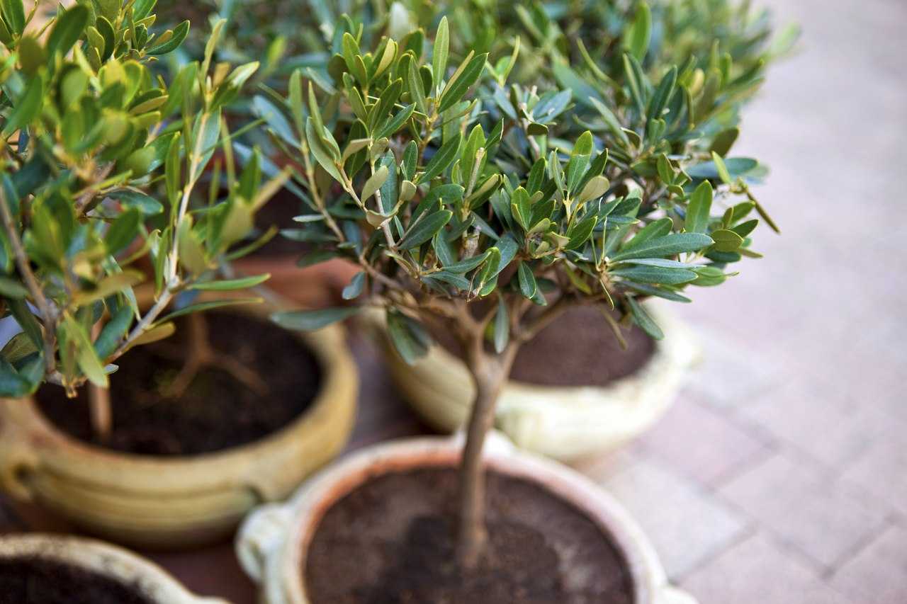 Дерево олива в домашних условиях: уход за комнатным растением и цветущая олива