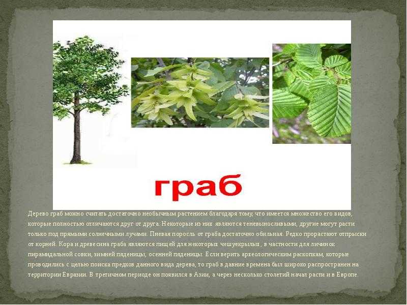 Граб обыкновенный: (60 фото) описание дерева, использование в быту и медицине, особенности выращивания, видео