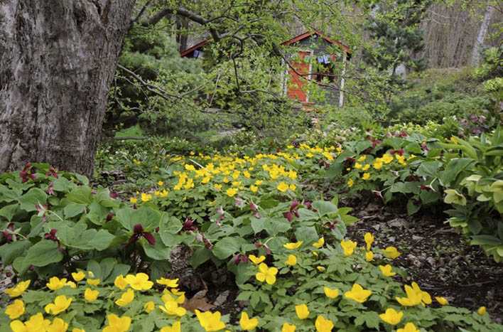 Хиломекон - маков цвет весеннего палисадника -растения -х -статьи
