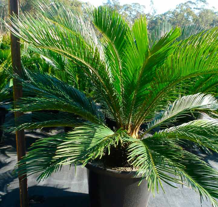 Цикас или саговниковая пальма – уход и размножение в домашних условиях