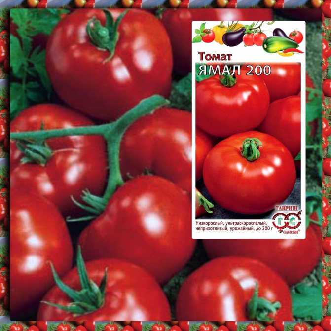 Суперранние сорта томатов для теплиц. ультраранние томаты | зелёный сад