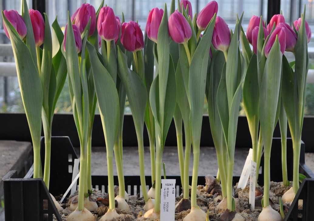 Технология выгонки тюльпанов к 8 марту в домашних условиях: сроки и правила посадки луковиц