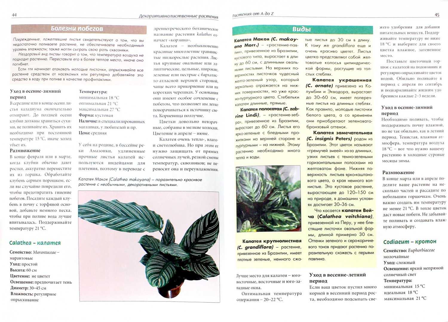 Калатея (calathea). описание, виды и уход за калатеей | флористика на "добро есть!"