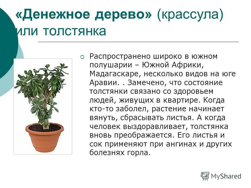 Толстянка (денежное дерево): фото цветка, уход в домашних условиях, виды