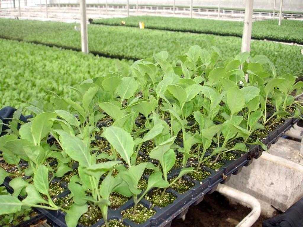 Технология выращивания капустных овощных культур