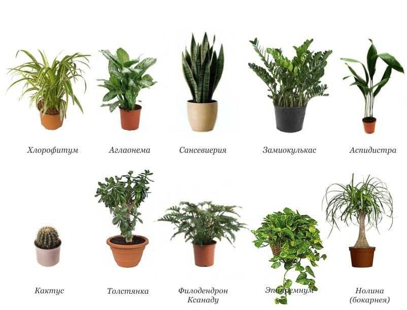 Неприхотливые комнатные растения: 15 примеров с фото и названиями (самые простые в уходе)