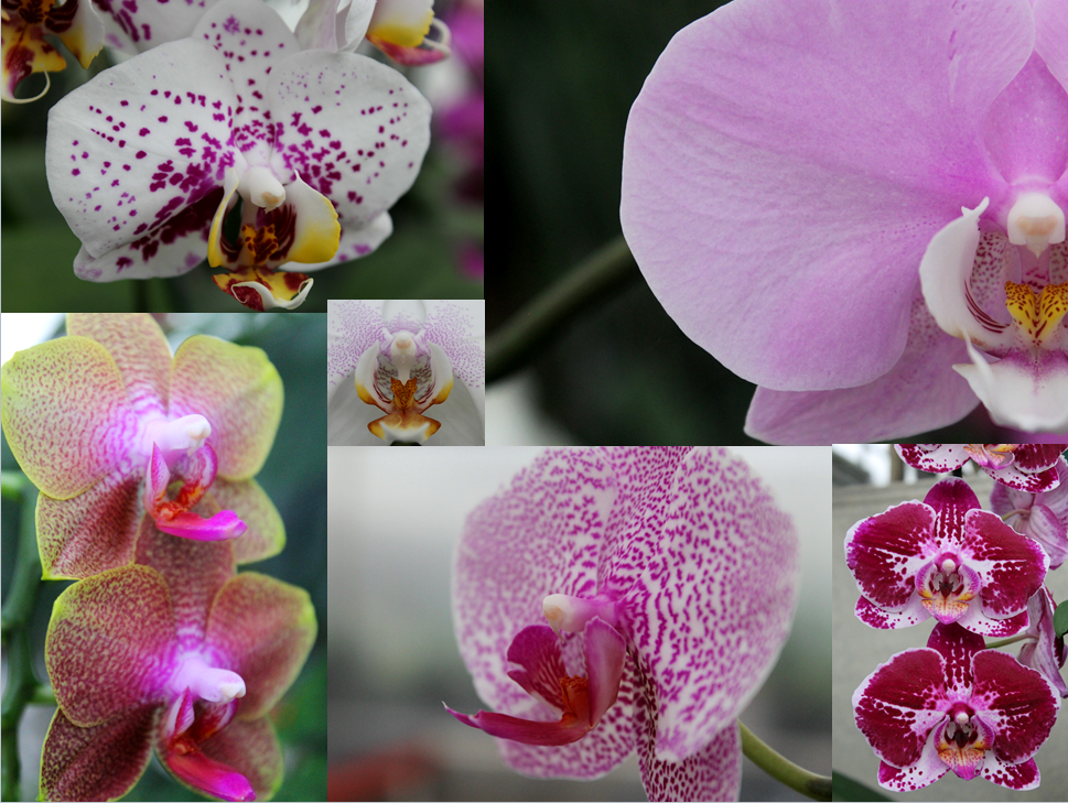 Подробная схема строения орхидеи фаленопсис