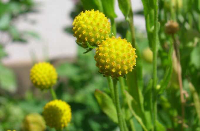 Цефалофора: выращивание из семян, фото. цефалофора ароматная или земляничная трава