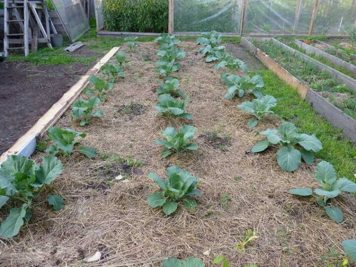 Как вырастить капусту на даче для 3 урожаев - угодите кочану!