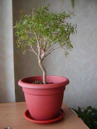 Чайное дерево (мелалеука) - 150 фото растения, уход и выращивание в домашних условиях