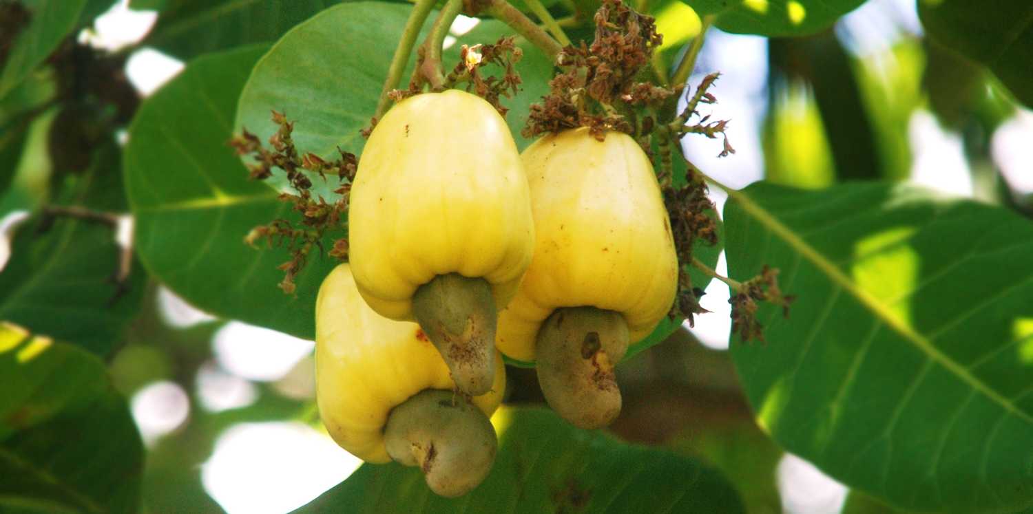 Где растут необычные орехи кешью