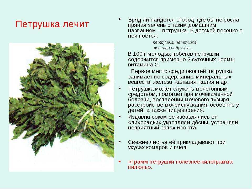 Эфирное масло петрушки (petroselinum) — свойства, применение, польза и вред — aromajoy.ru