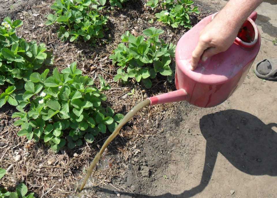 Чем подкормить клубнику весной - минеральные удобрения и народные средства для хорошего урожая