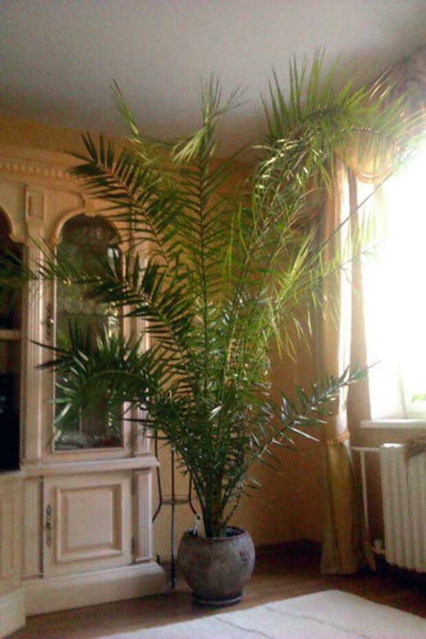 Финиковая пальма: тонкости посадки и ухода за экзотическим растением