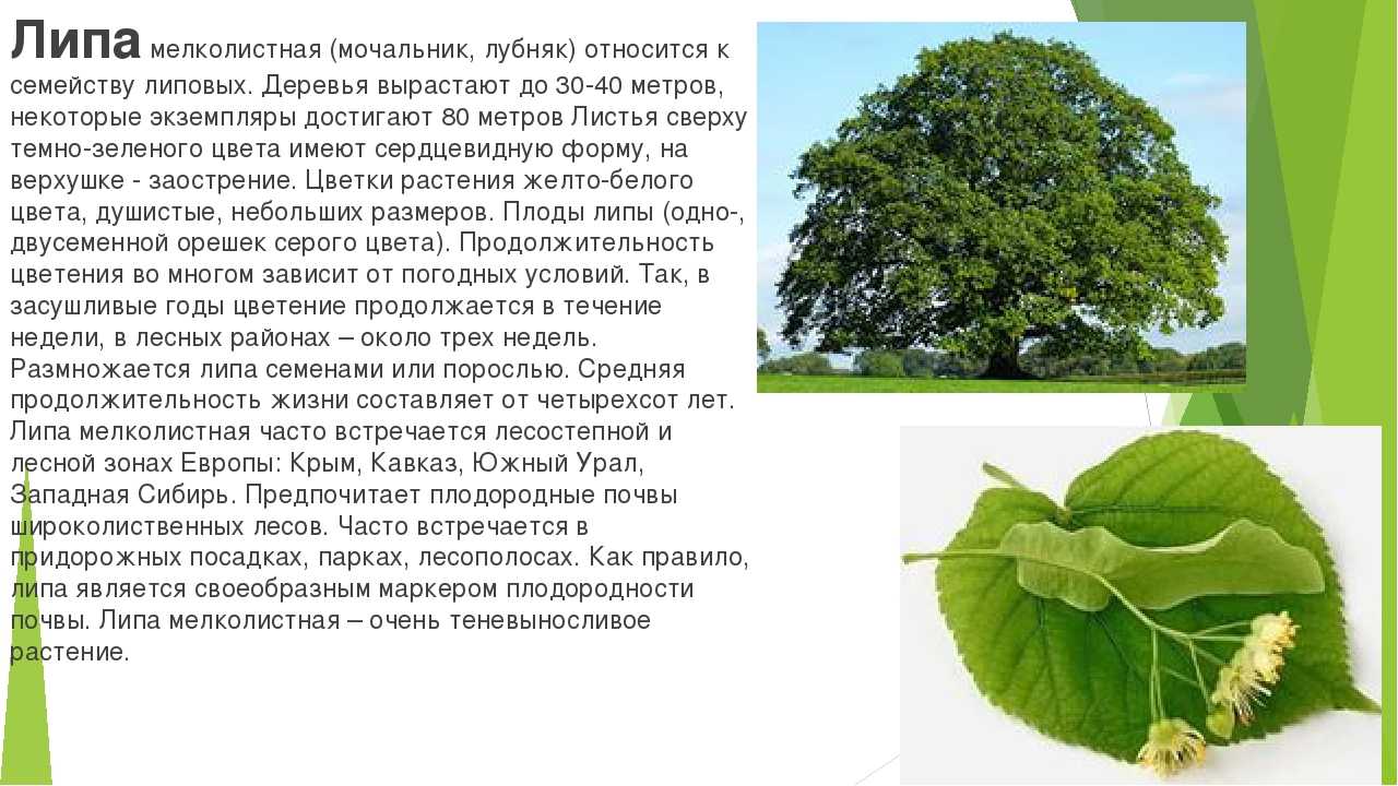Деревья не растут слова. Липа мелколистная лист. Липа Кавказская крупнолистная. Липа мелколистная систематика.