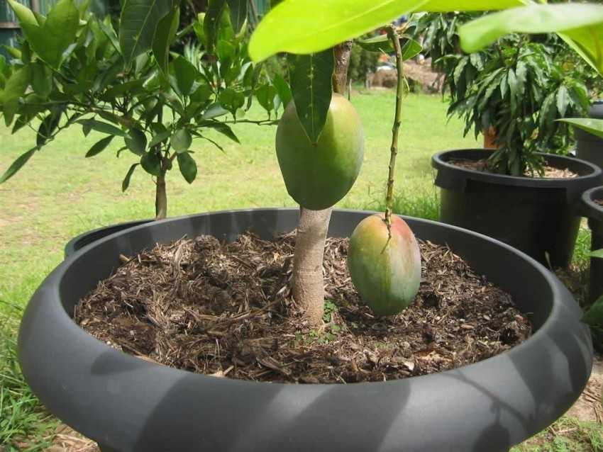 Манго: выращивание в домашних условиях из косточки, фото, видео