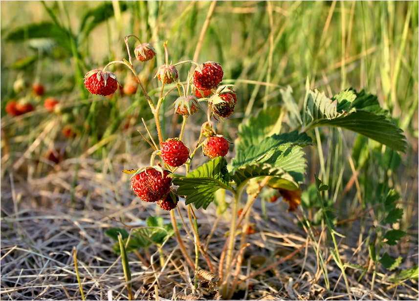 Полевая клубника: описание и сроки созревания ягоды