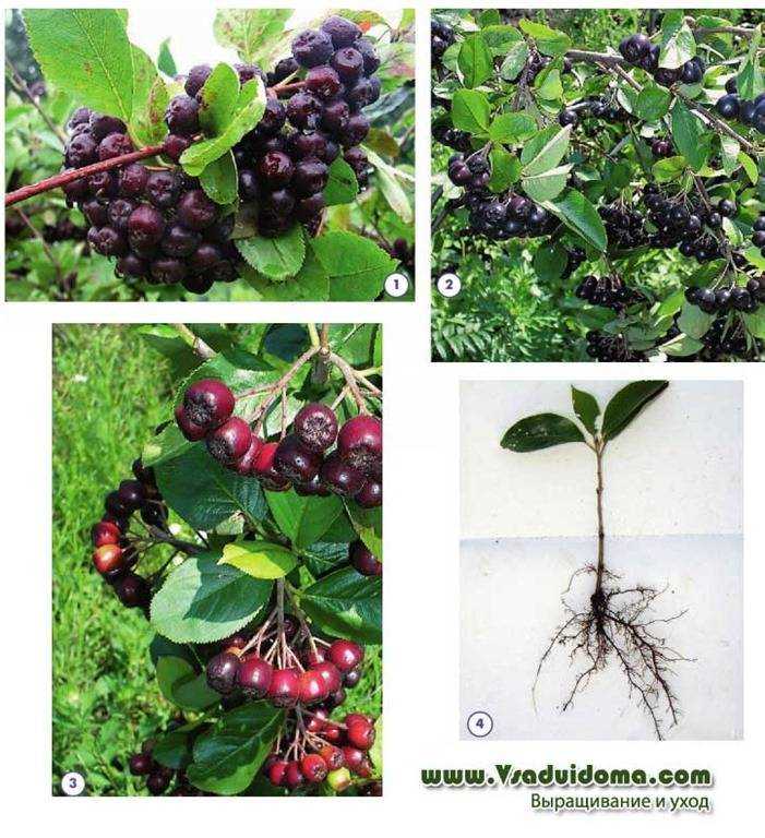 Арония черноплодная ягода. описание, особенности, сорта и выращивание аронии