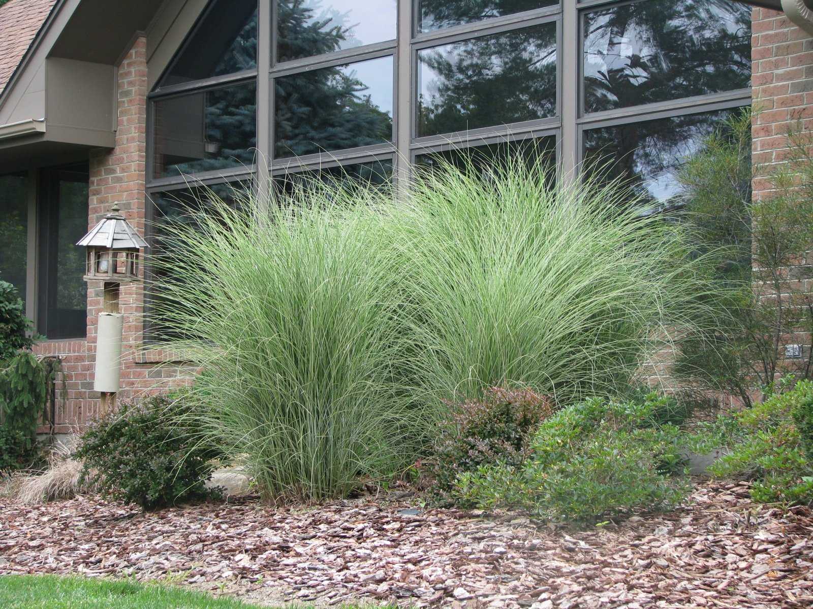 Декоративная трава и злаки для сада в ландшафтном дизайне: морозоустойчивые растения для клумбы
 - 21 фото