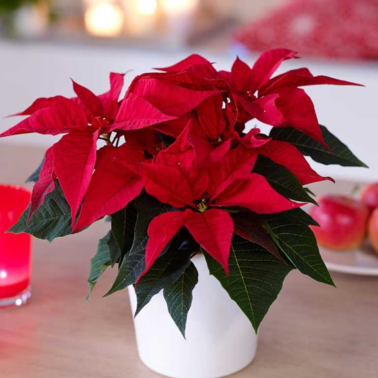 Рождественская звезда - цветок необычной красоты