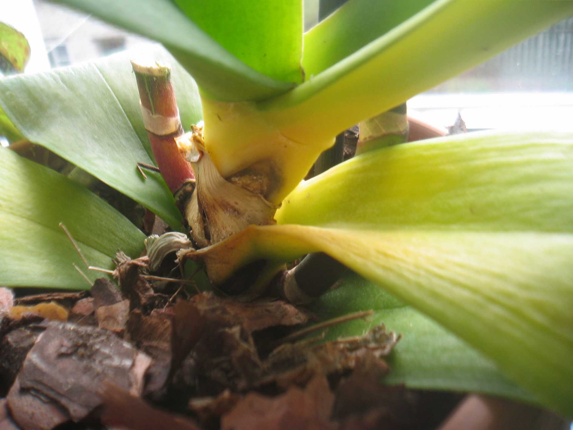 Почему желтеют листья у орхидеи фаленопсис и что делать с пожелтевшими листовыми нижними пластинами у основания?﻿