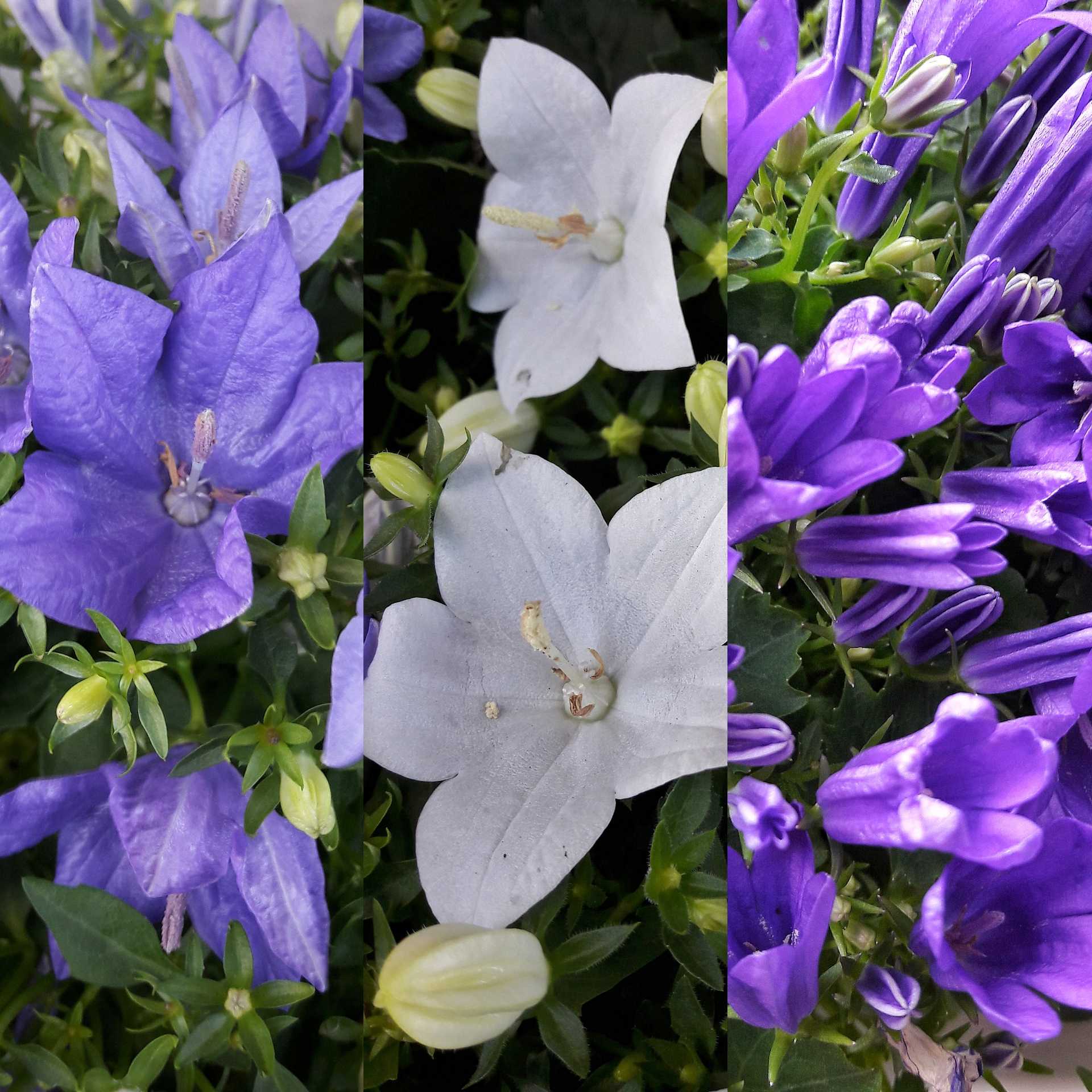 Цветы колокольчики (50 фото) - виды, уход и посадка в открытом грунте