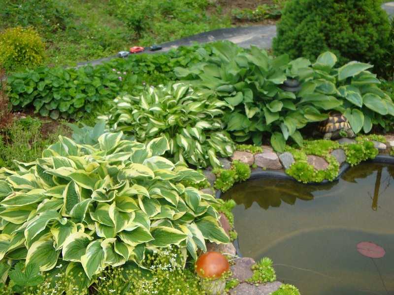 Как правильно выбрать и посадить растения для пруда, водоема