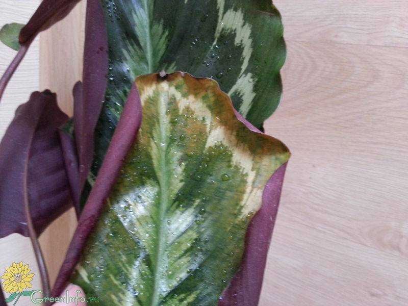 Калатея кроката - почему сохнут и скручиваются листья, уход в домашних условиях