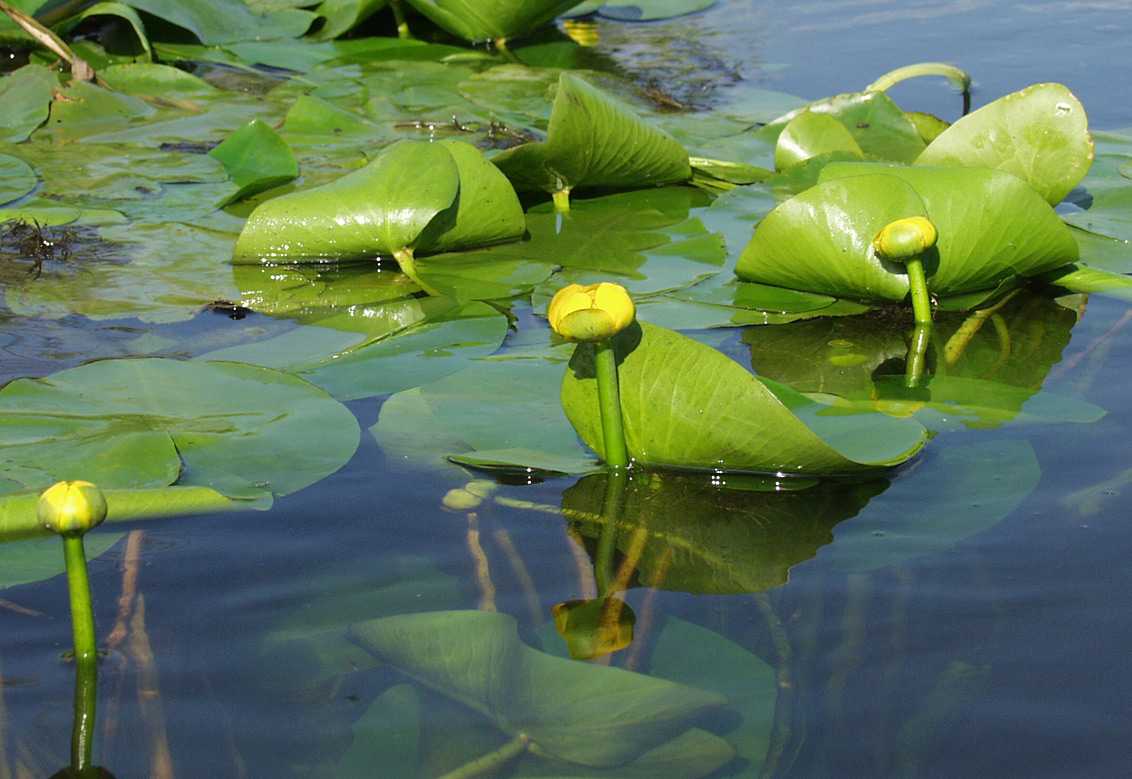 Кувшинка водяная (лилия водяная, нимфея) — описание, фото и видео, где растет и сколько живет