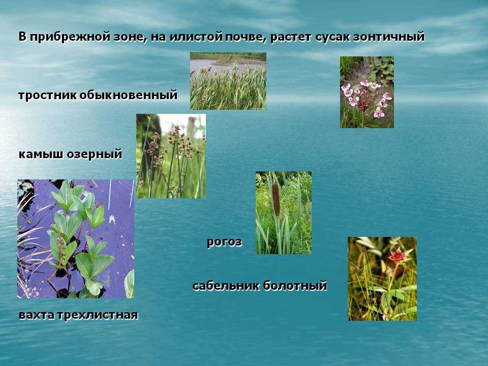 Кувшинка: фото, описание, виды, где растет - sadovnikam.ru